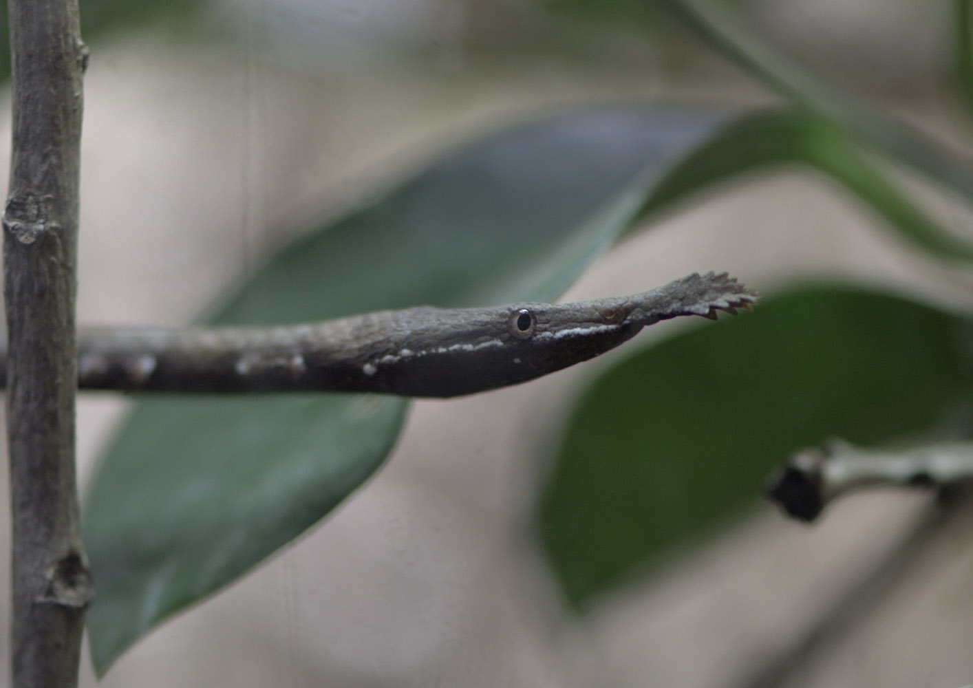 Malagasy leaf-nosed snake