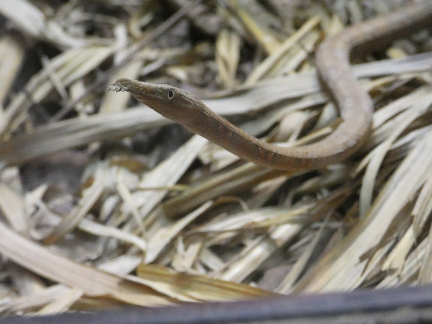 Malagasy leaf-nosed snake