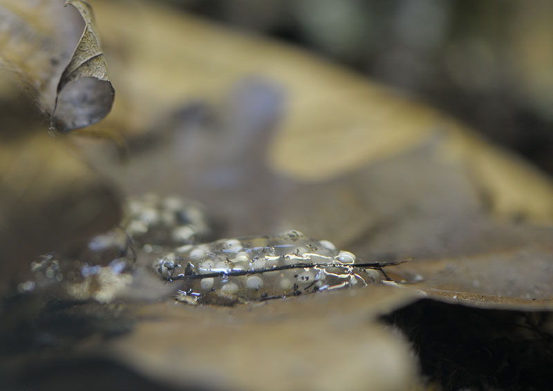 Malagasy mantella spawn