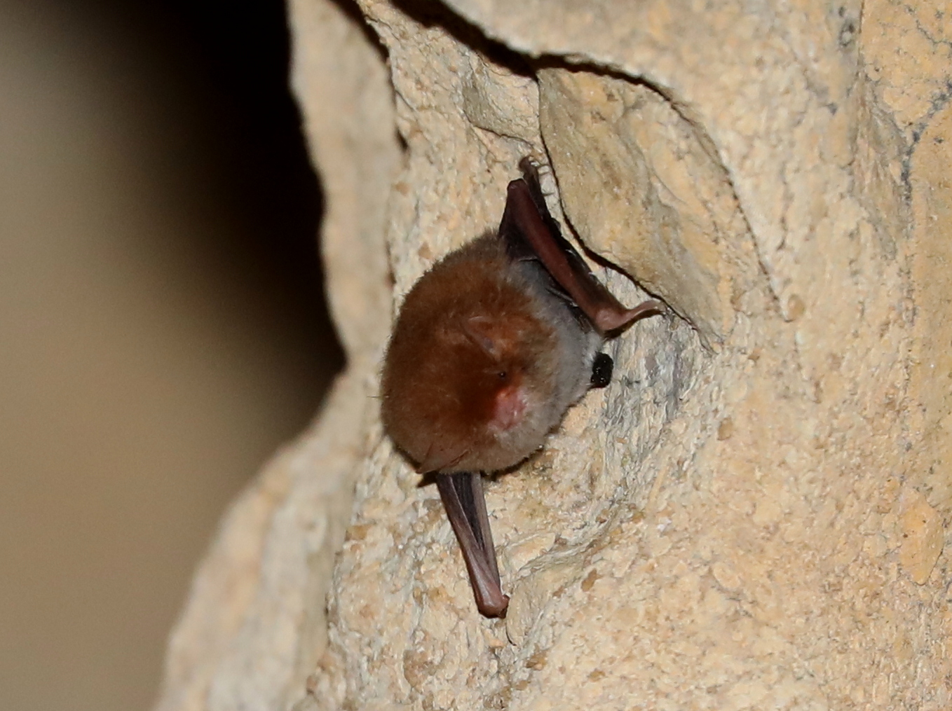 Malagasy mouse-eared bat (Myotis goudotii)