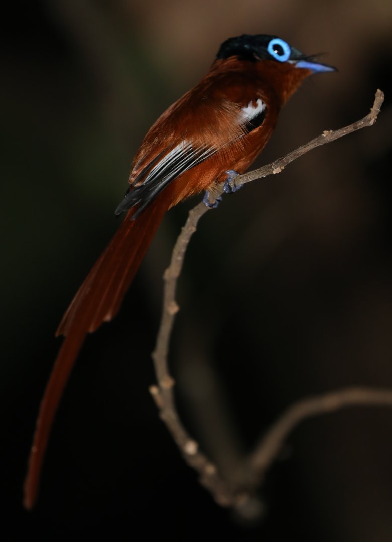 Malagasy paradise flycatcher (Terpsiphone mutata)