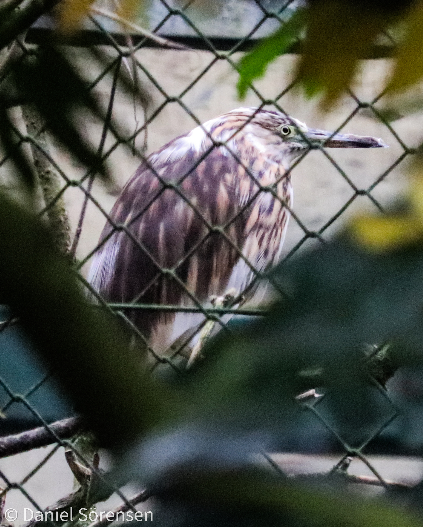 Malagasy pond heron (Ardeola idae)