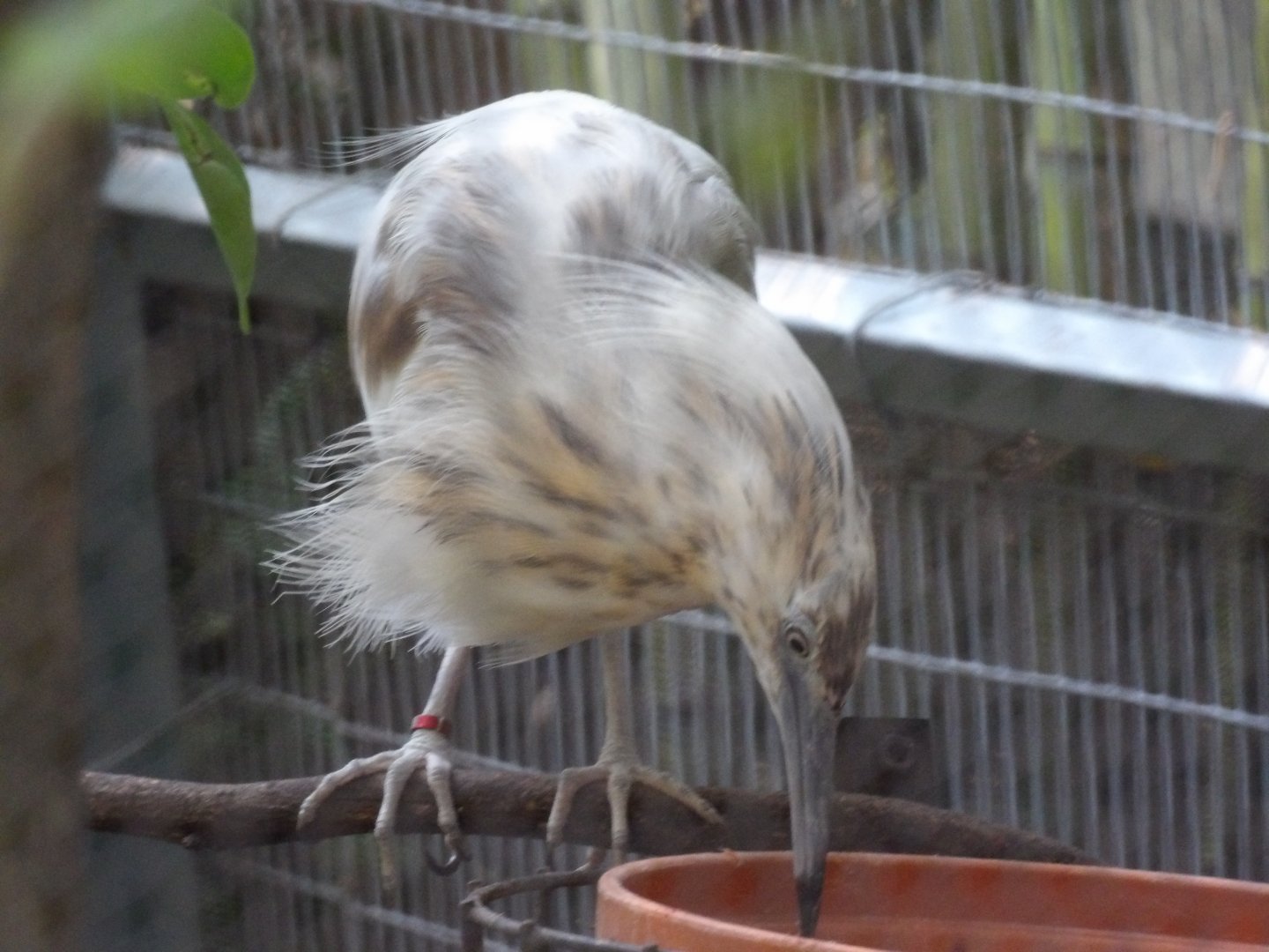 Malagasy Pond Heron(Ardeola idae)