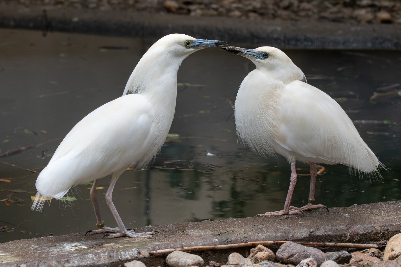 Malagasy pond heron (Ardeola idae)