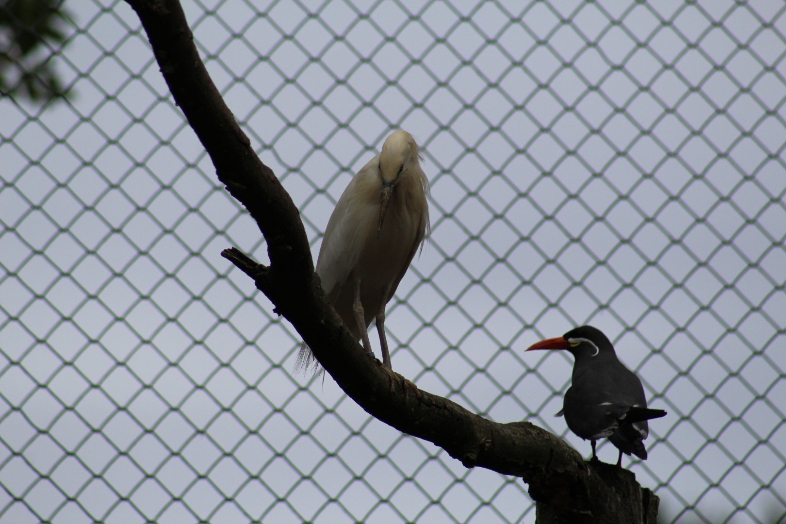 Malagasy Pond-Heron