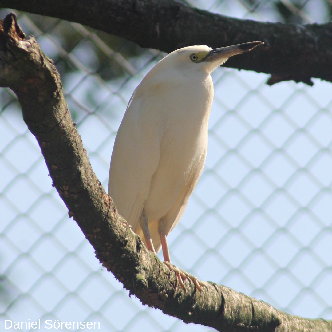 Malagasy pond heron