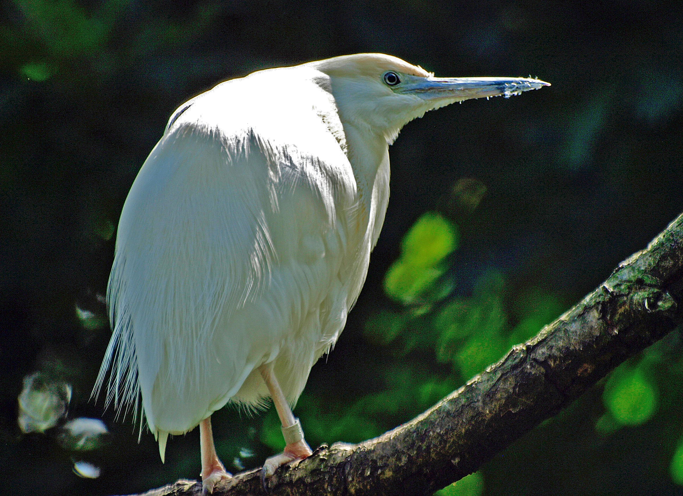 Malagasy Pond heron