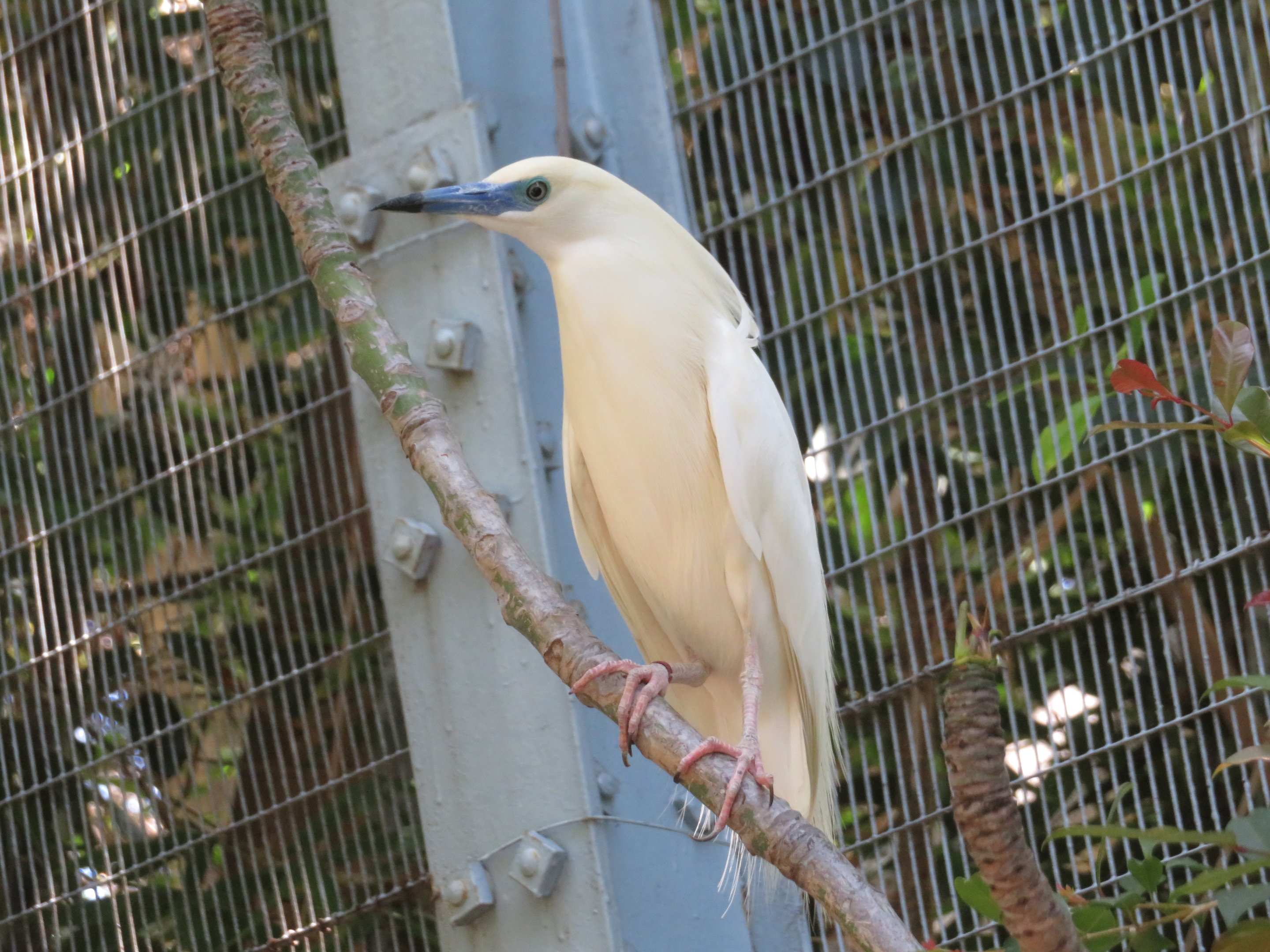 Malagasy Pond Heron