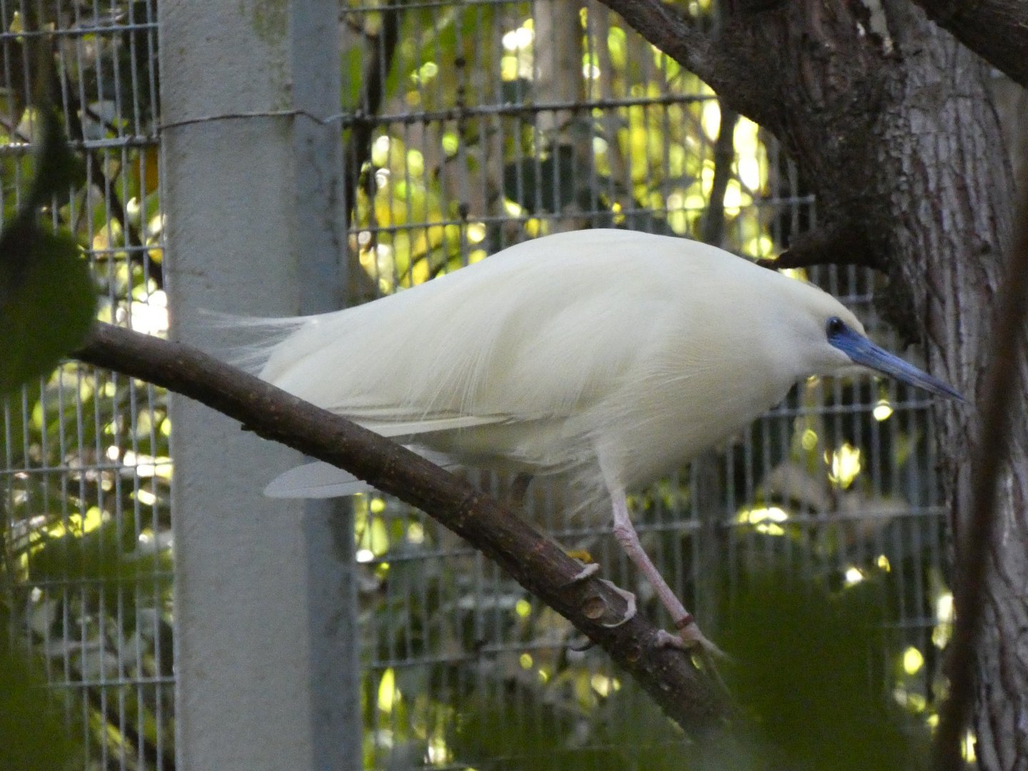 Malagasy pond heron