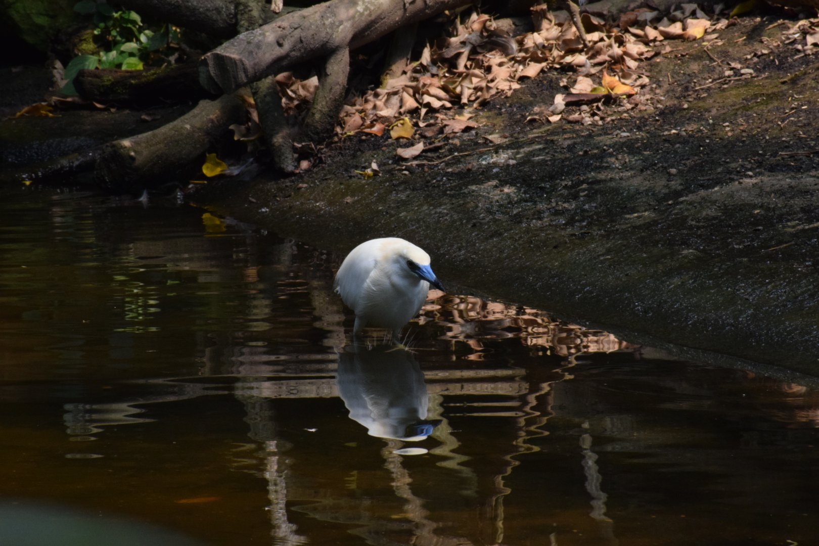 Malagasy pond heron