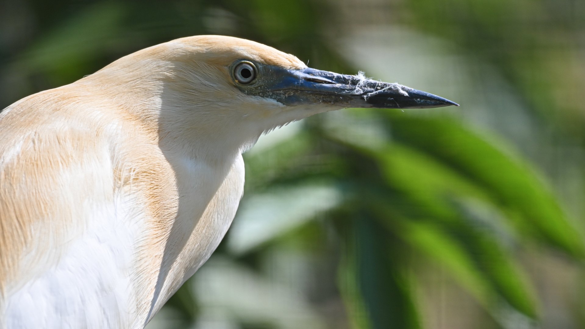 Malagasy pond heron