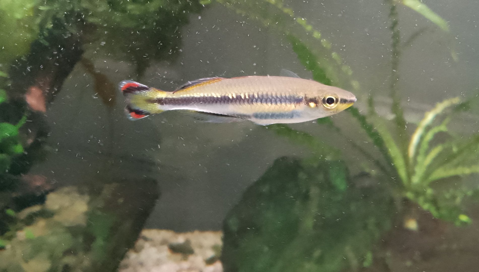 Malagasy rainbowfish 060425