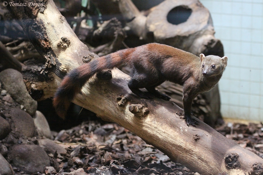 Malagasy Ring-tailed Mongoose (Galidia elegans elegans)