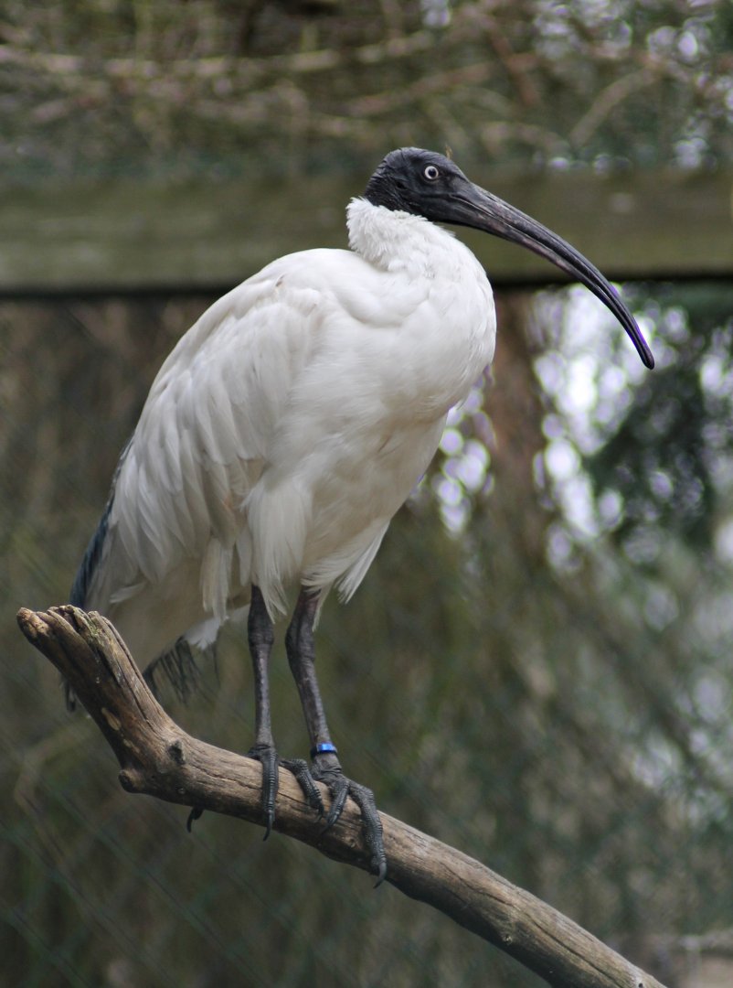 Malagasy sacred ibis (Threskiornis bernieri)