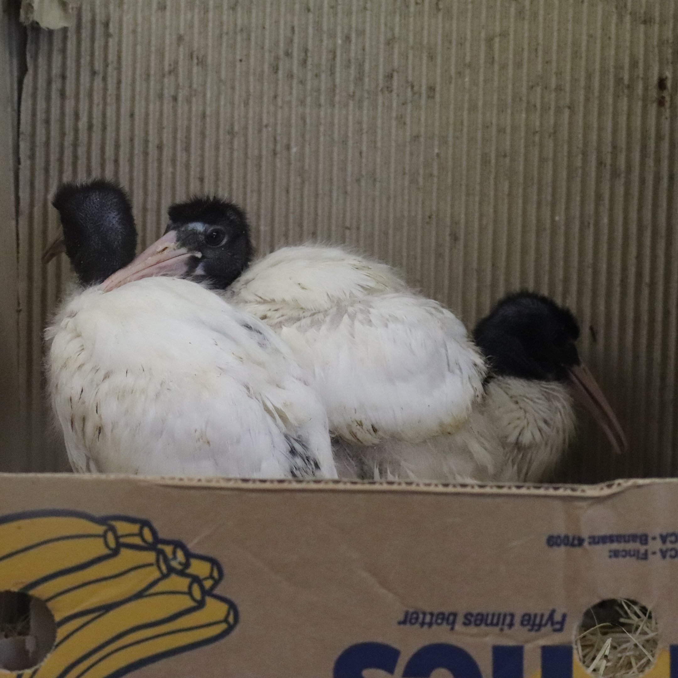Malagasy sacred ibis (Threskiornis bernieri) ??