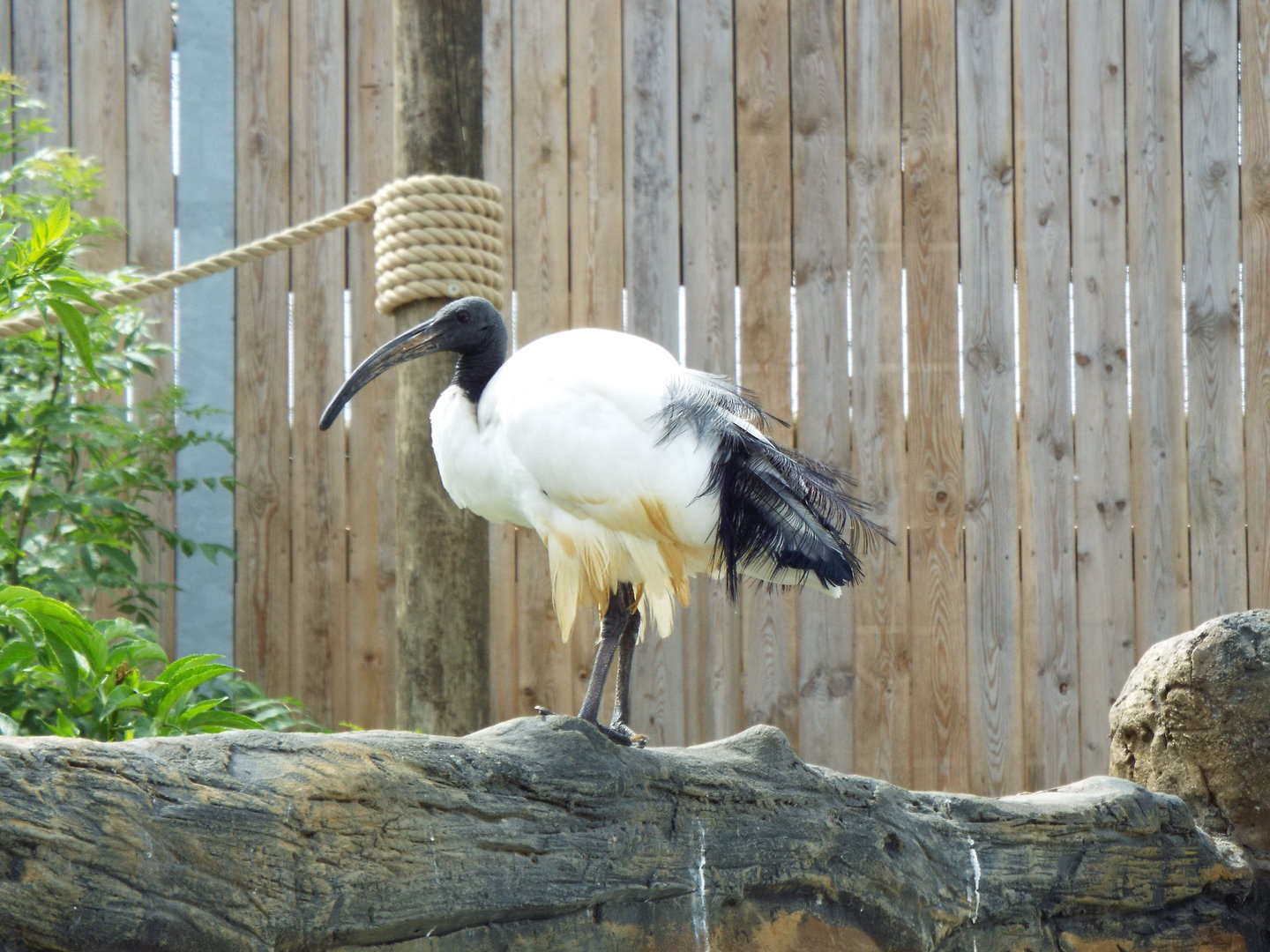 Malagasy sacred ibis, Woodside