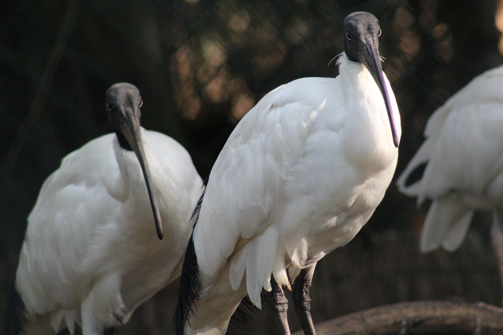 Malagasy Sacred Ibis