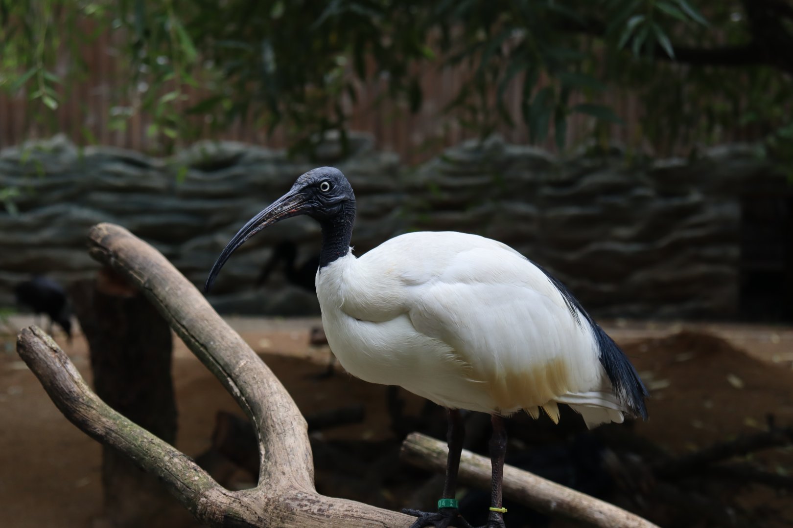 Malagasy sacred ibis
