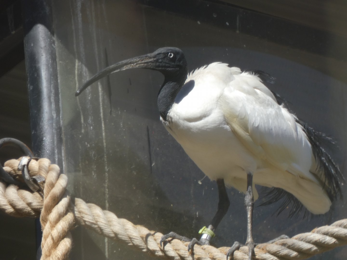 Malagasy sacred ibis