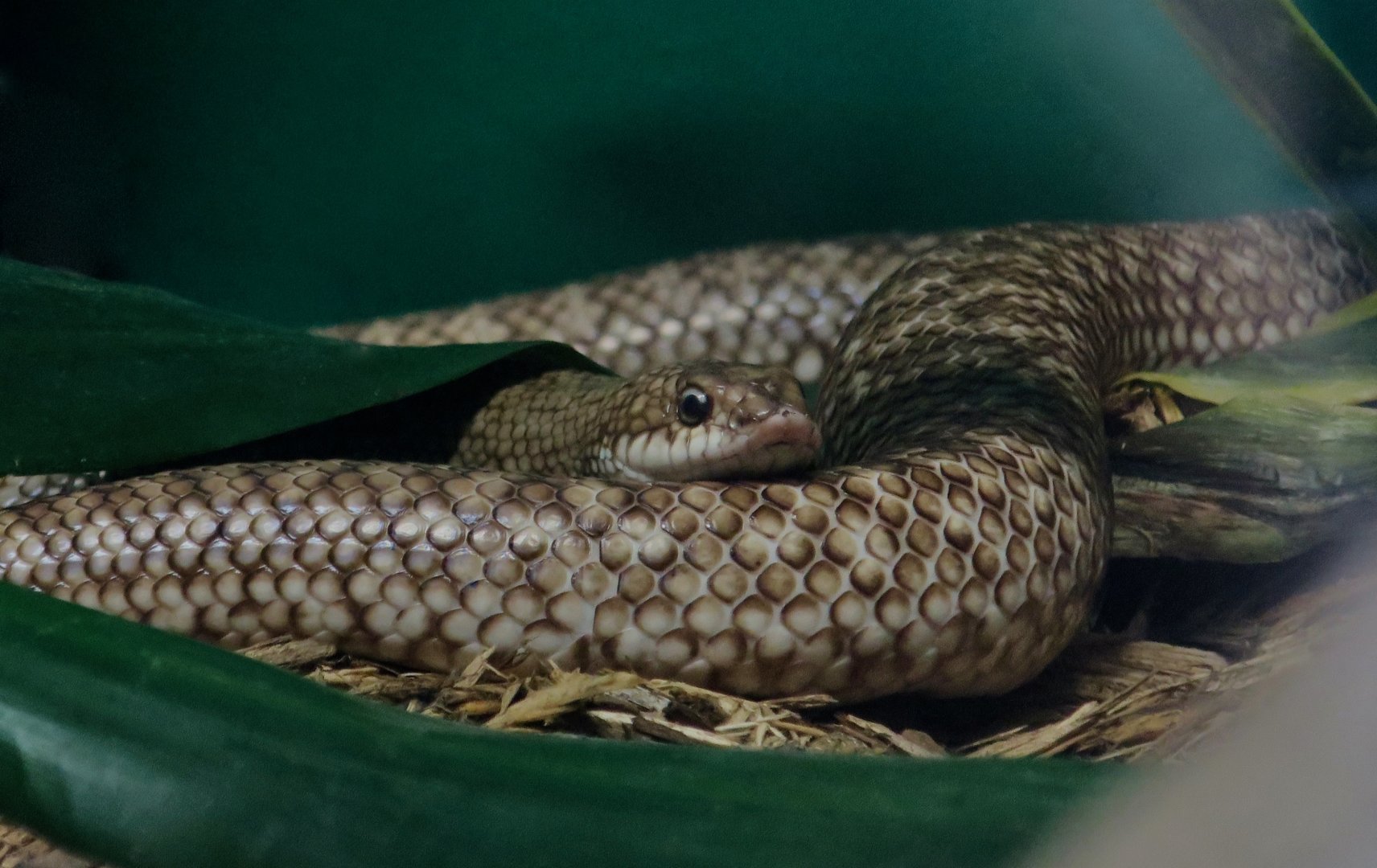 Malagasy Speckled Hognose Snake (Leioheterodon geayi)