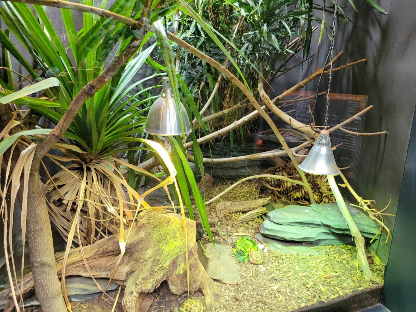 Malagasy spider tortoise and Madagascar girdled lizard exhibit -Parc Zoologique de Paris (2022)