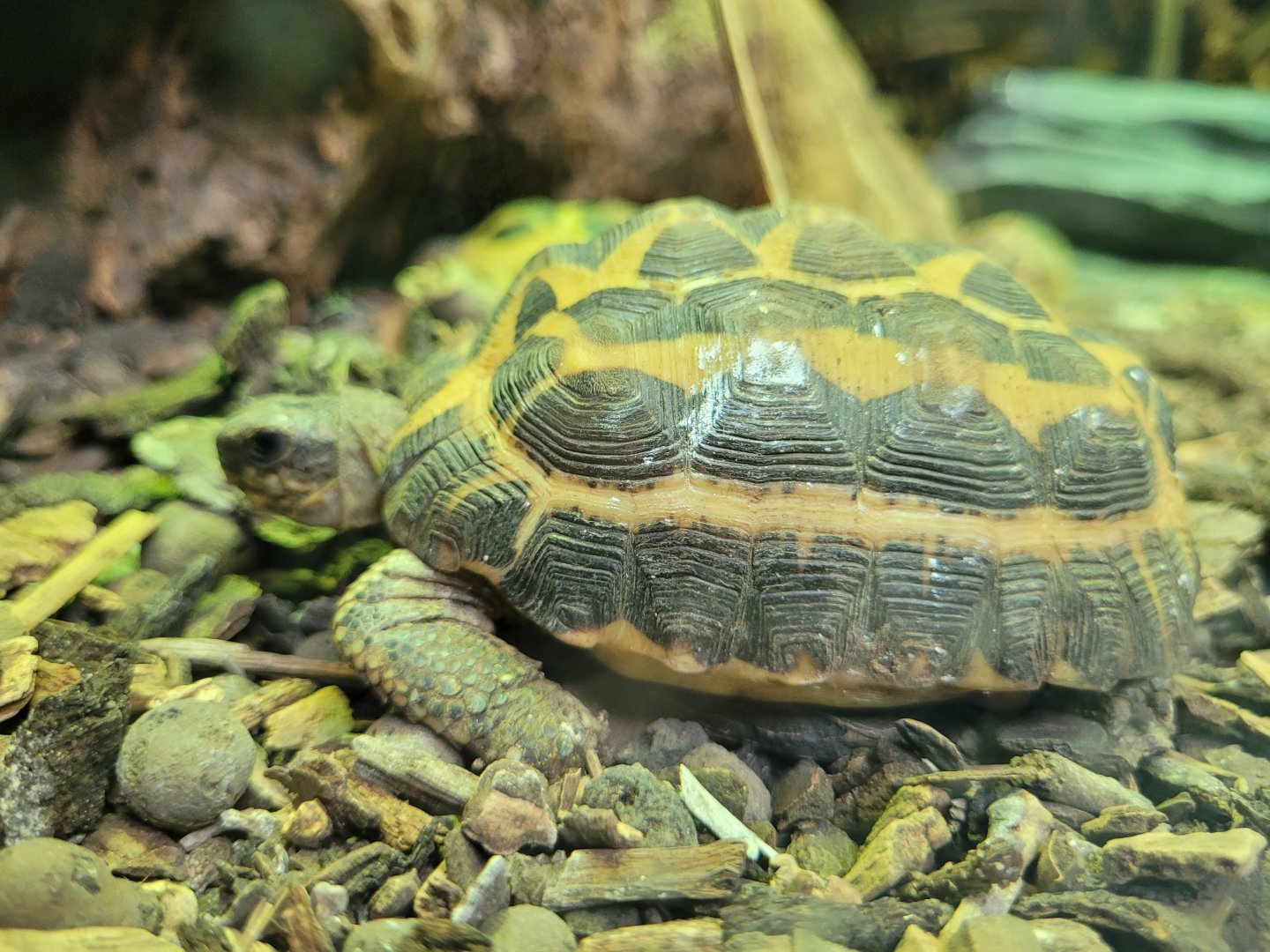 Malagasy spider tortoise -Parc Zoologique de Paris (2022)