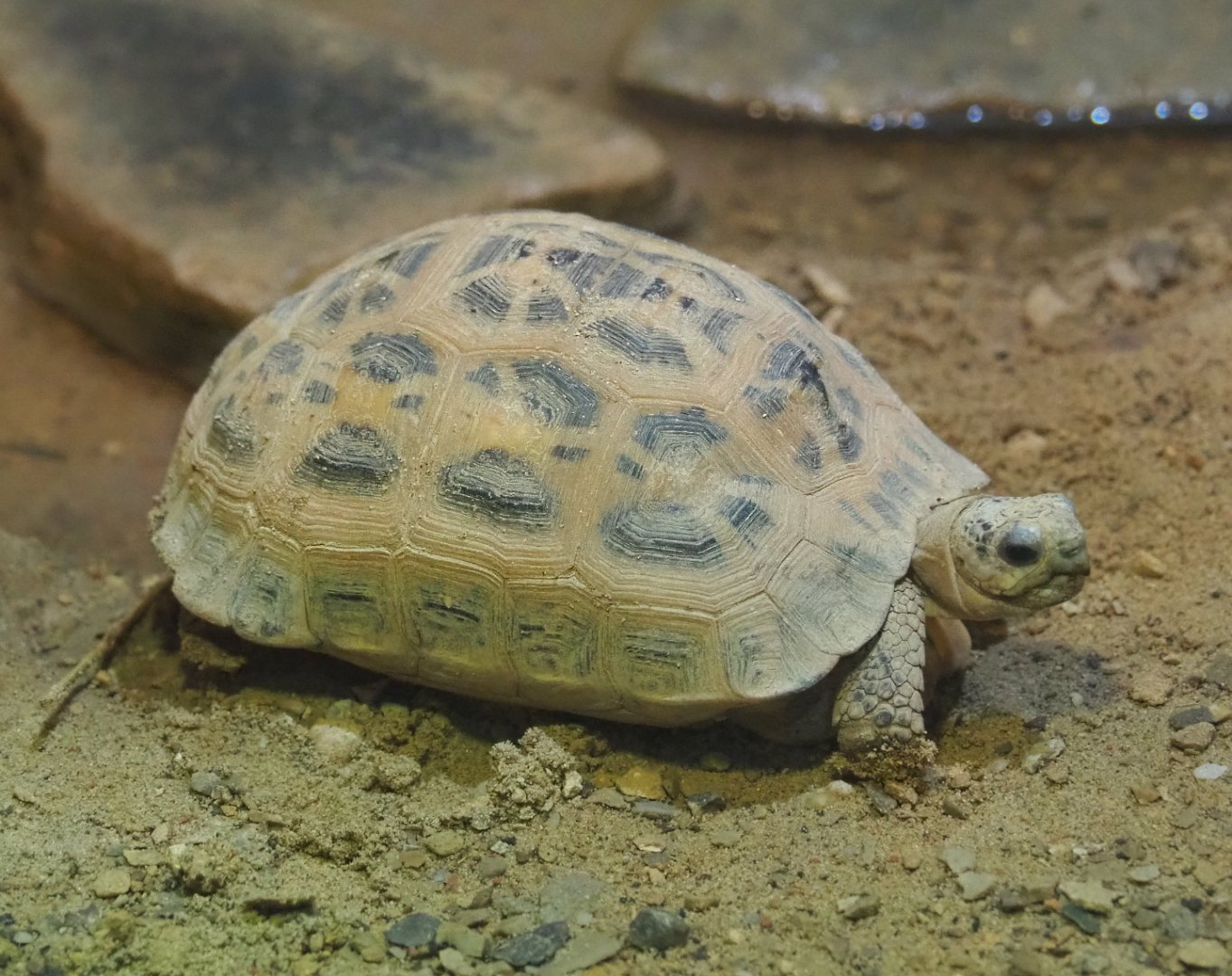 Malagasy spider tortoise (Pyxis arachnoides), 2021-09-03