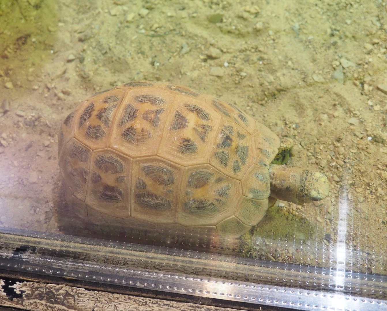 Malagasy spider tortoise (Pyxis arachnoides), 2022-09-14