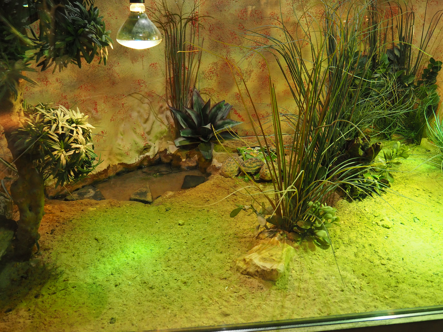 Malagasy spider tortoise terrarium, 2019-10-04