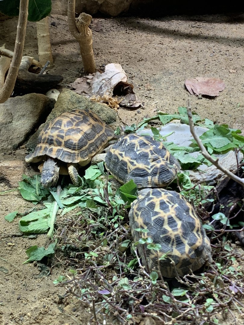 Malagasy spider tortoise