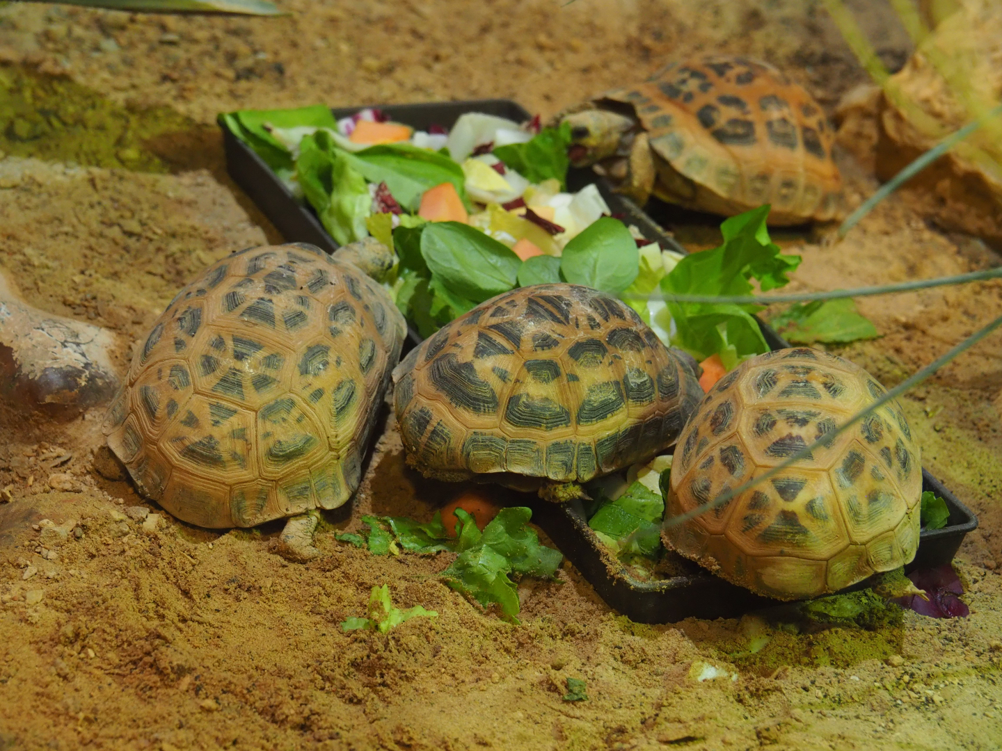 Malagasy spider tortoises (Pyxis arachnoides), 2019-10-04