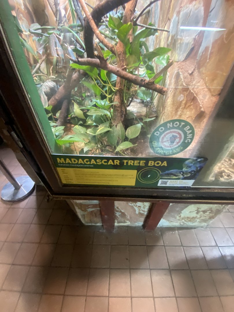 Malagasy tree boa exhibit 040324