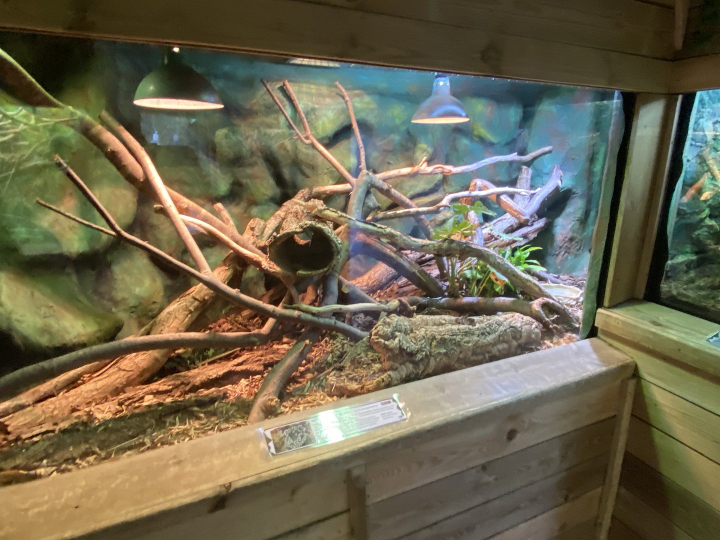 Malagasy tree boa exhibit 260124