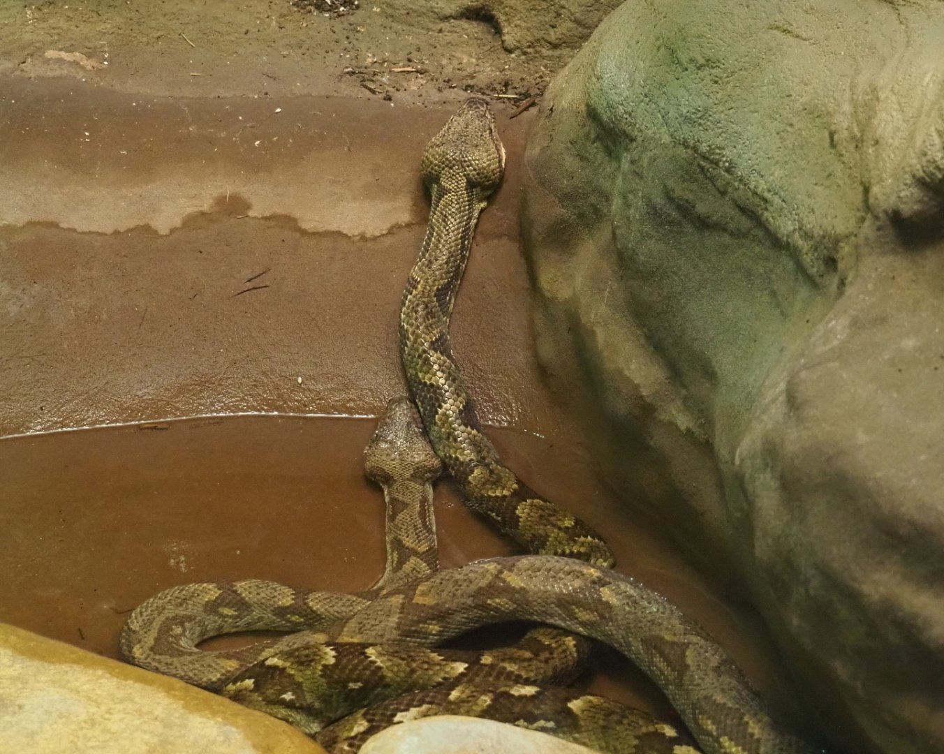 Malagasy tree boa (Sanzinia madagascariensis), 2020-09-20