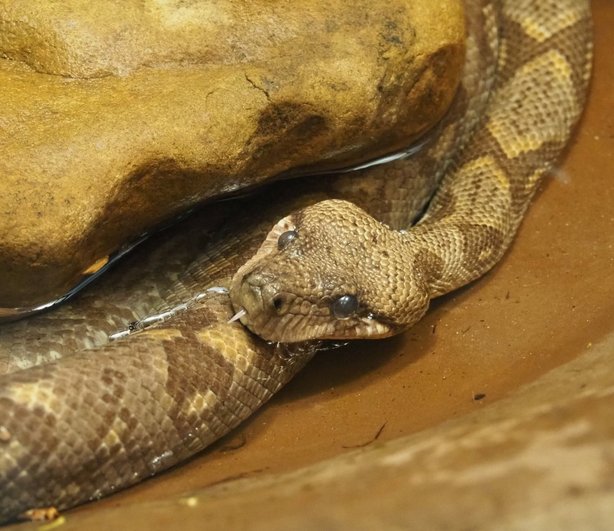 Malagasy tree boa (Sanzinia madagascariensis), 2021-06-12