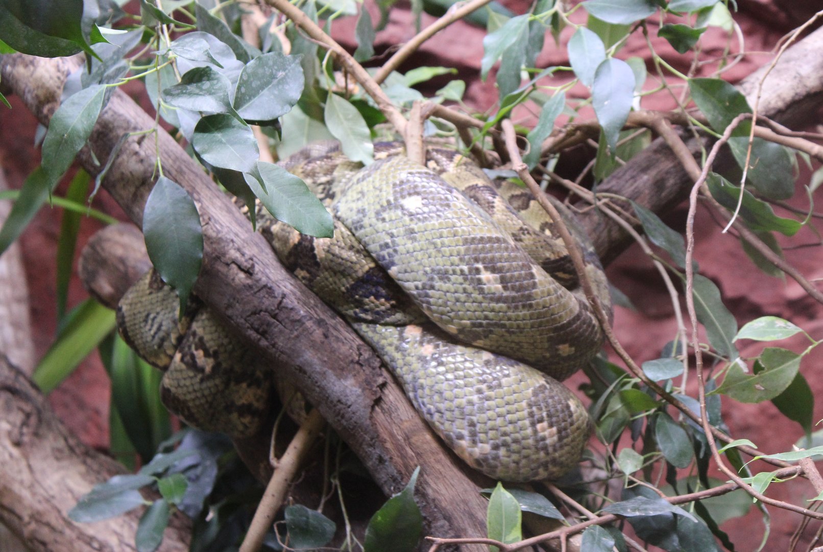 Malagasy tree boa - Sanzinia madagascariensis