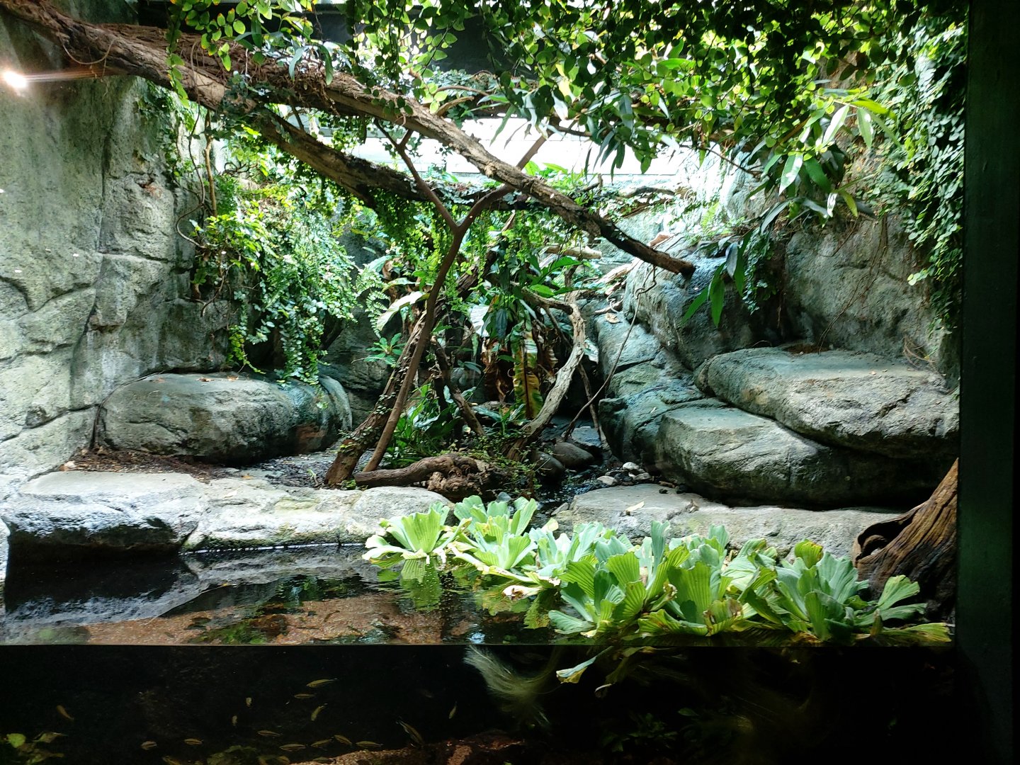 Malagasy tree boa terrarium - Masoala rainforest