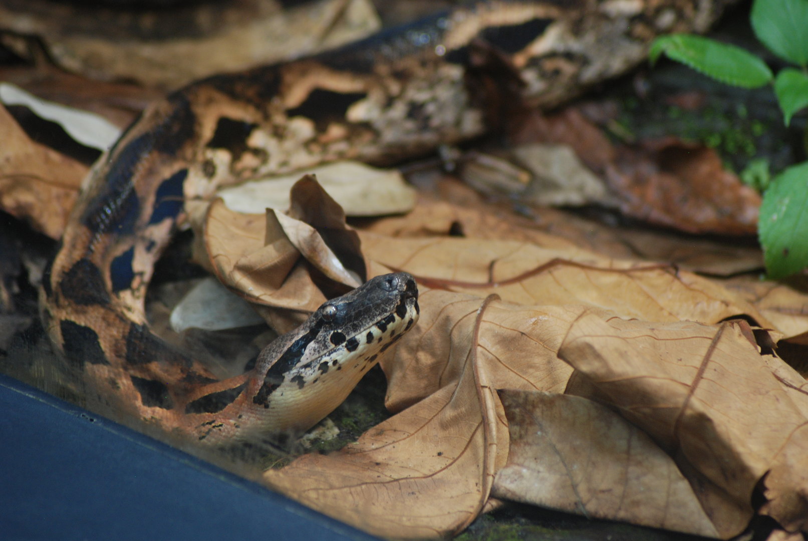 Malagasy tree boa