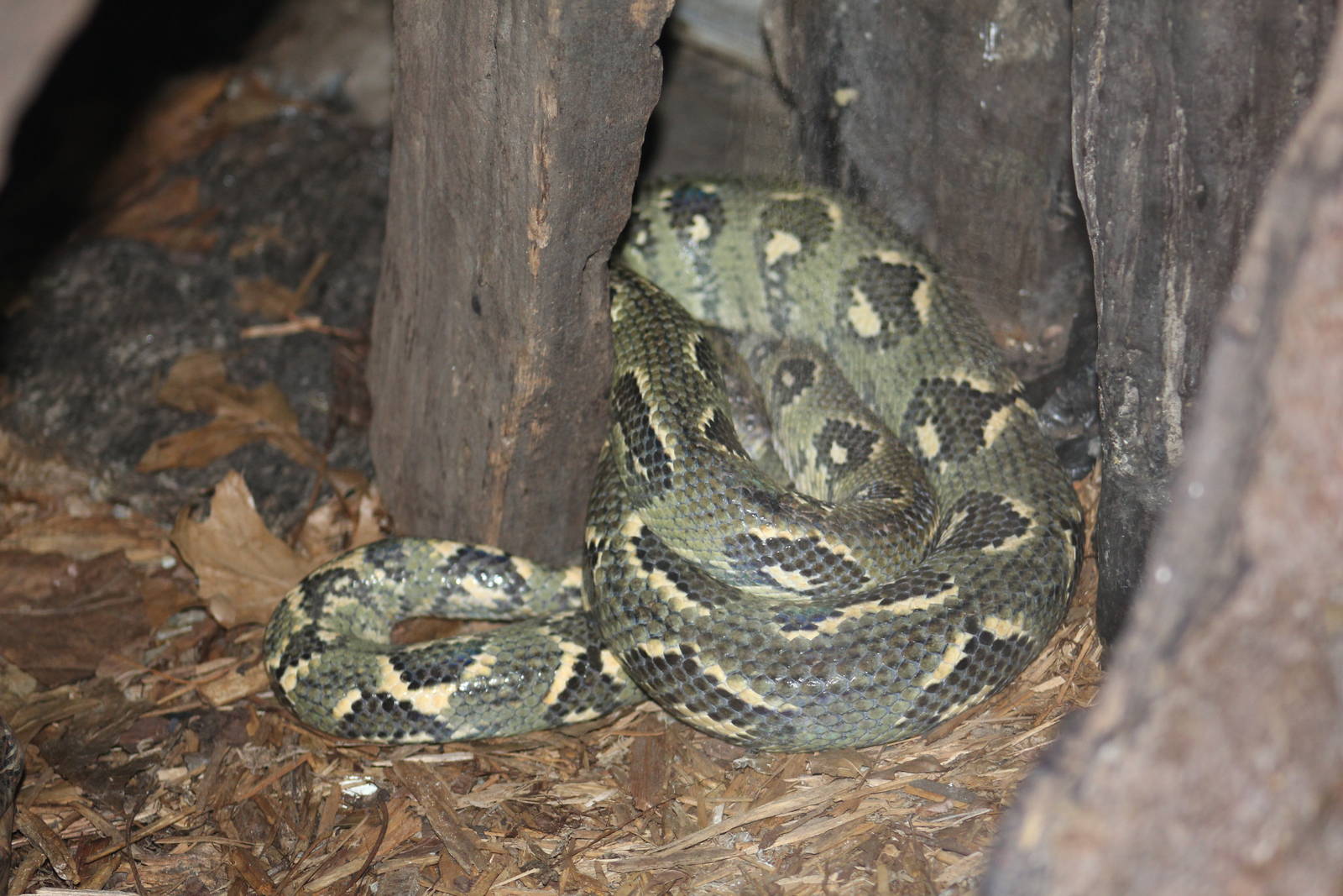 Malagasy Tree Python