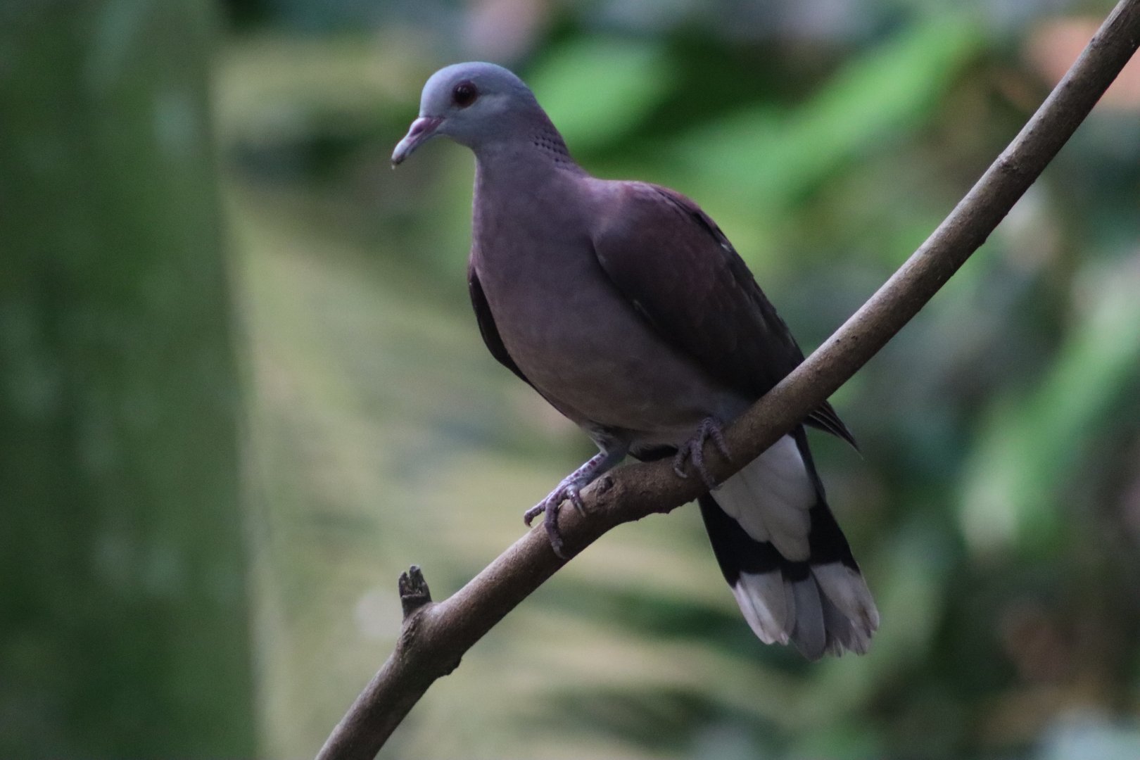 Malagasy Turtle Dove - 20 June 2024