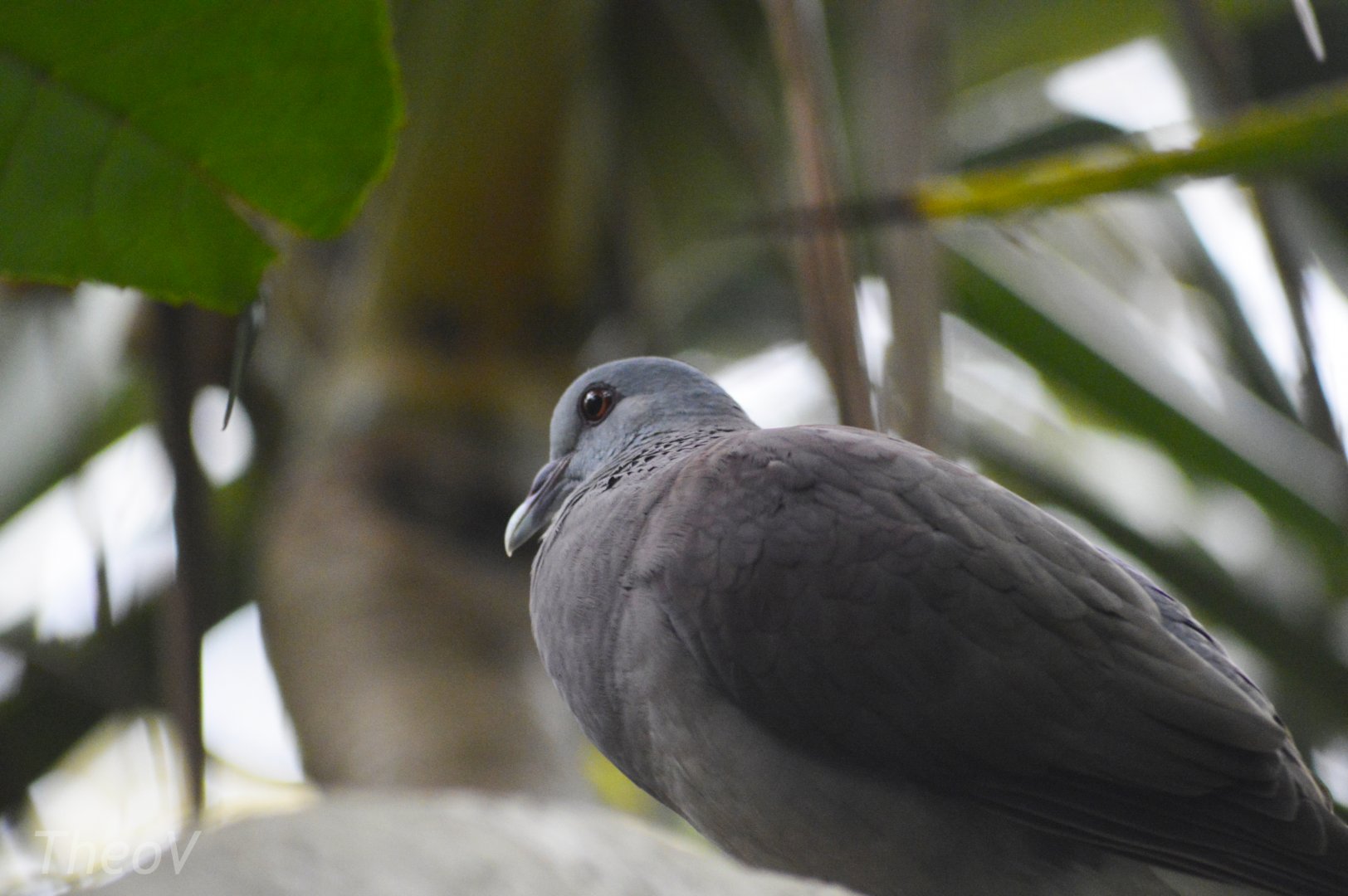 Malagasy turtle dove [2018]