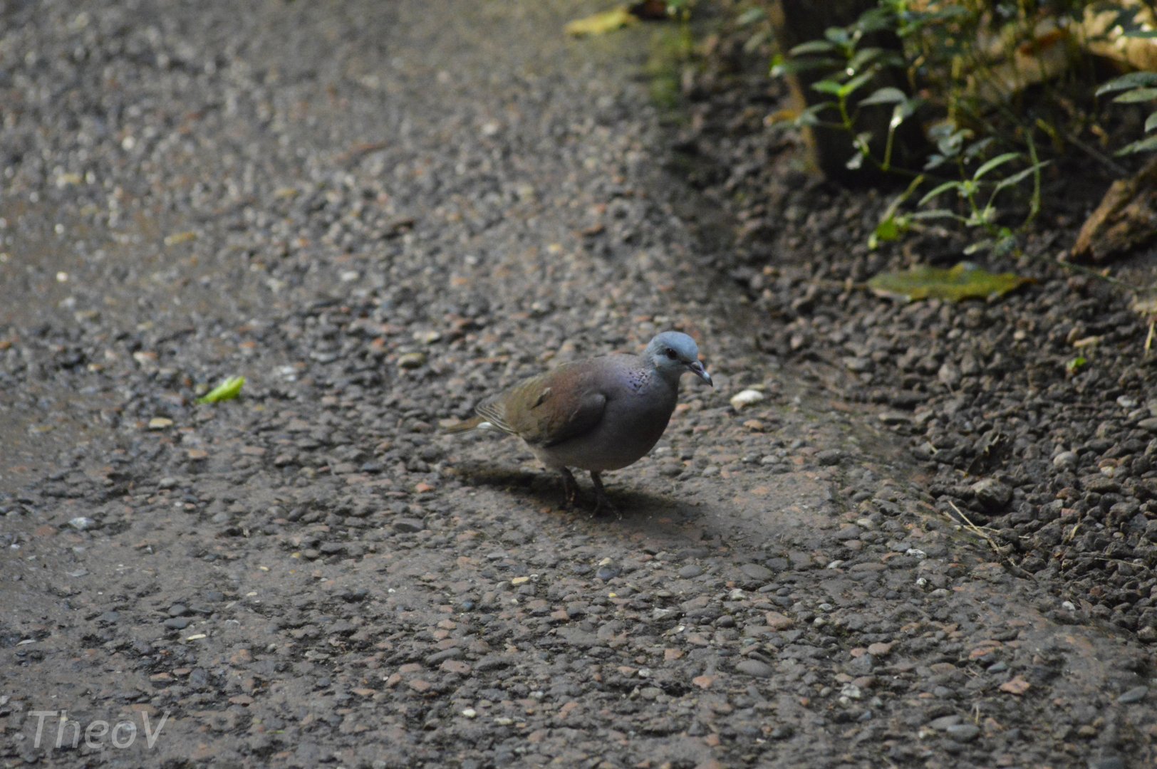 Malagasy turtle dove [2020]