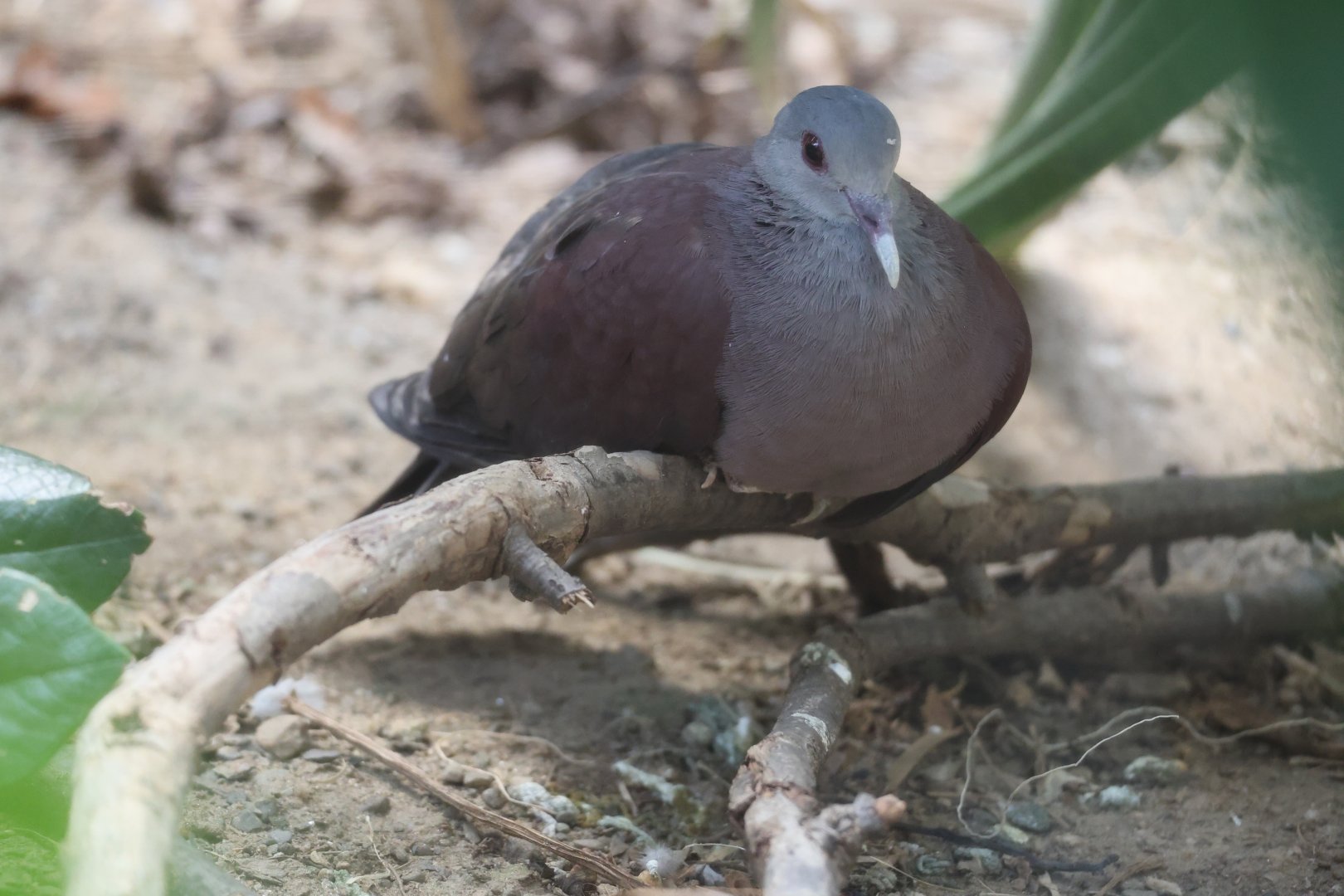 Malagasy turtle dove (Nesoenas picturatus) in Madagascar Spiny Forest enclosure