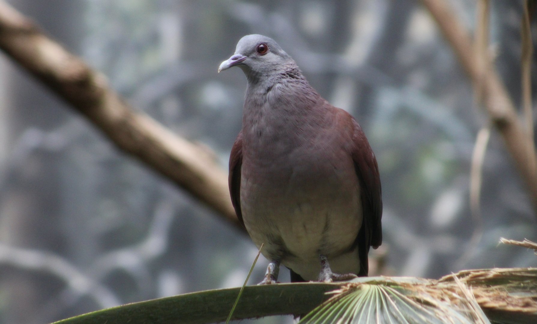 Malagasy Turtle Dove (Nesoenas picturatus picturatus)