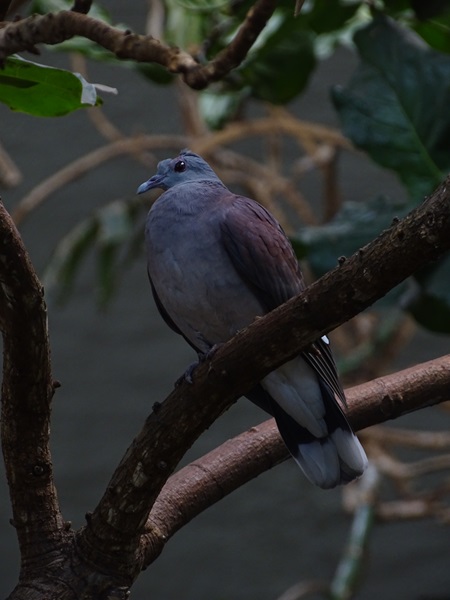 Malagasy turtle-dove (Nesoenas picturatus picturatus)