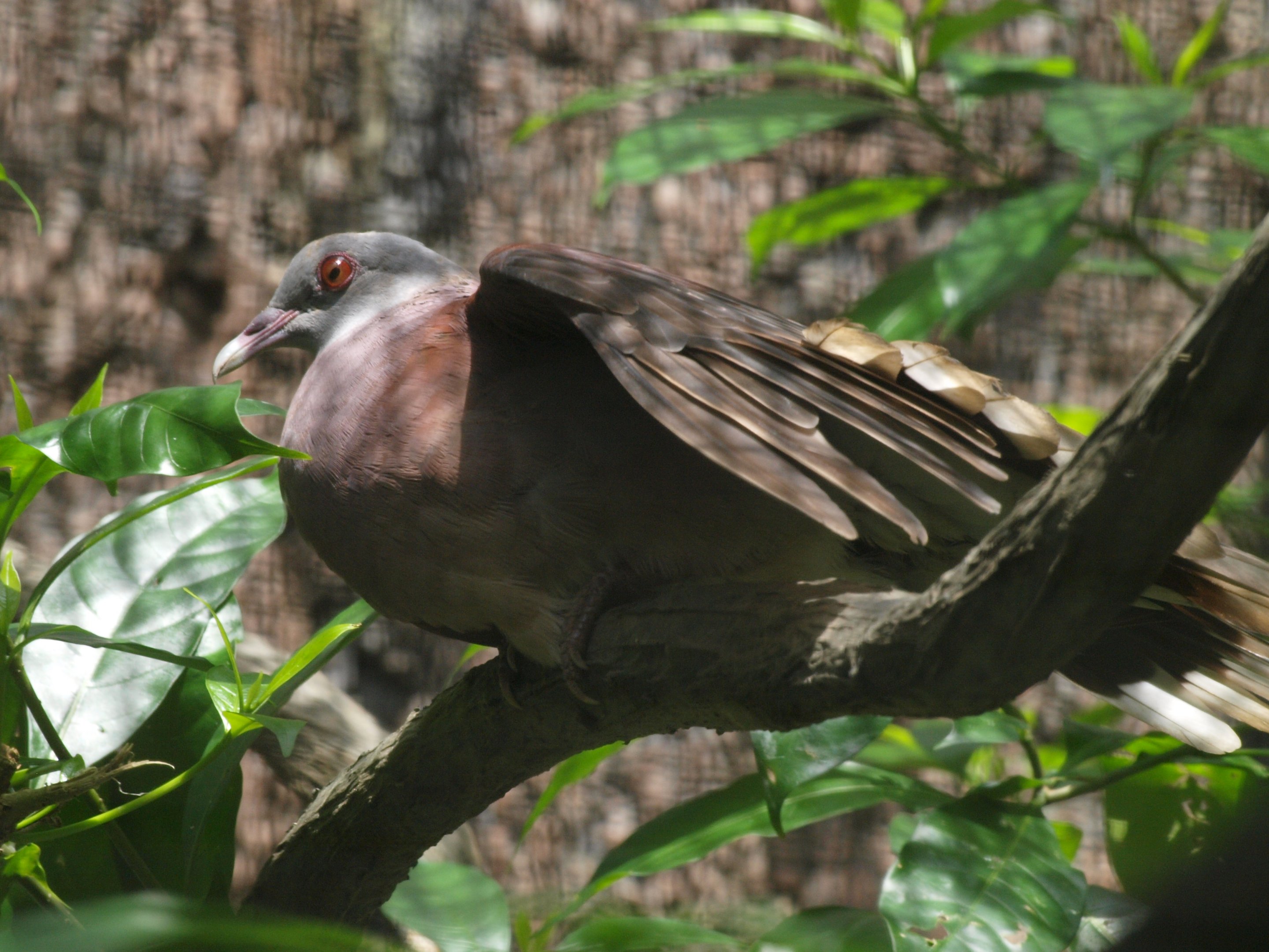 Malagasy turtle dove (Nesoenas picturatus)