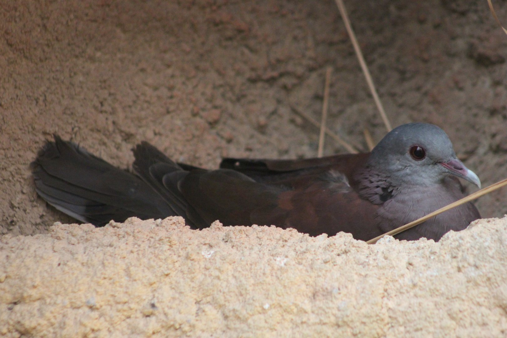Malagasy turtle dove (Nesoenas picturatus)