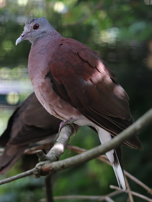 Malagasy turtle dove (Nesoenas picturatus)