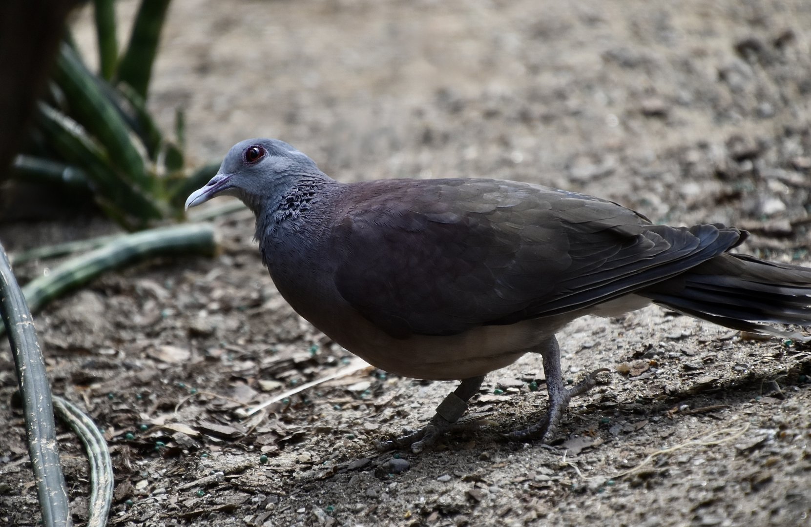 Malagasy Turtle Dove (Nesoenas picturatus)