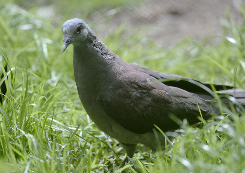 Malagasy turtle dove